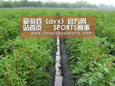 种植基地三